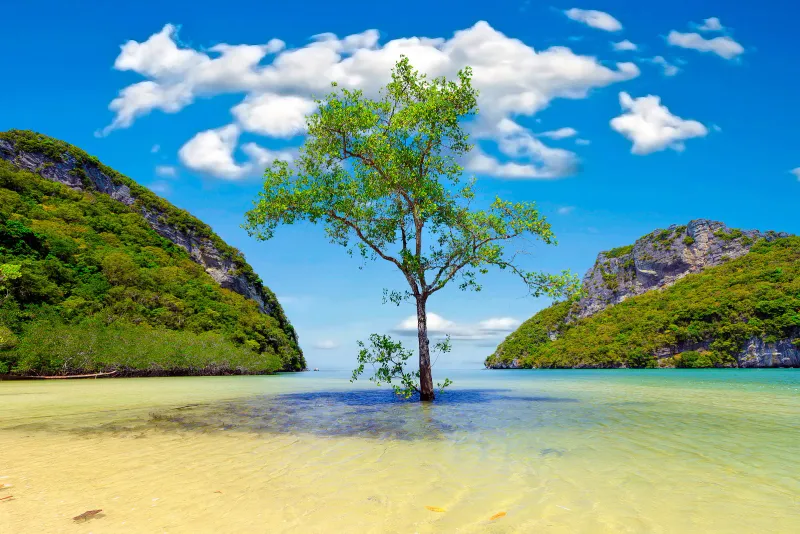 A lone tree in clear shallow water off an island in Mu Ko Ang Thong