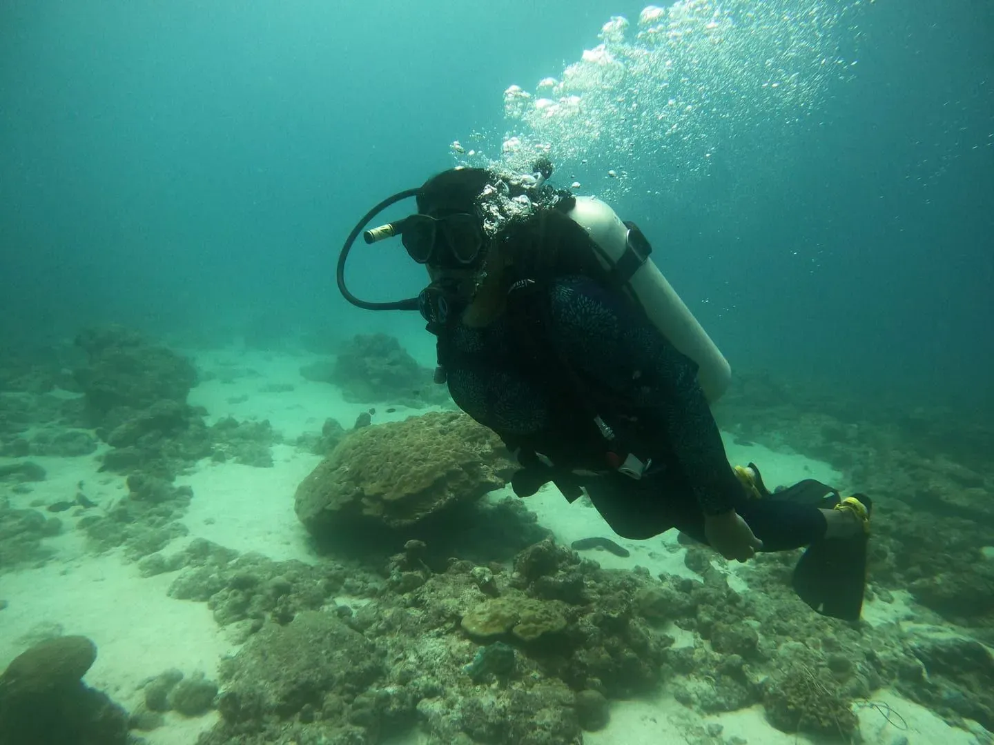 Koh Samui Diving: Sail Rock, Dive Shops and Prices (2026)