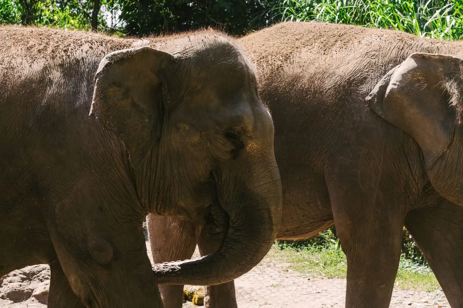 Koh Samui Elephant Sanctuary Guide: No-Riding Options, Prices