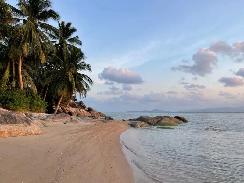 Palm trees leaning over a calm Koh Samui shoreline typical of the island's dry and hot season months