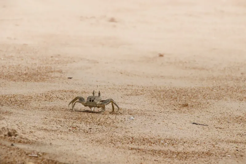 Ghost crab on sandy beach representative of Koh Samui beach wildlife encounters