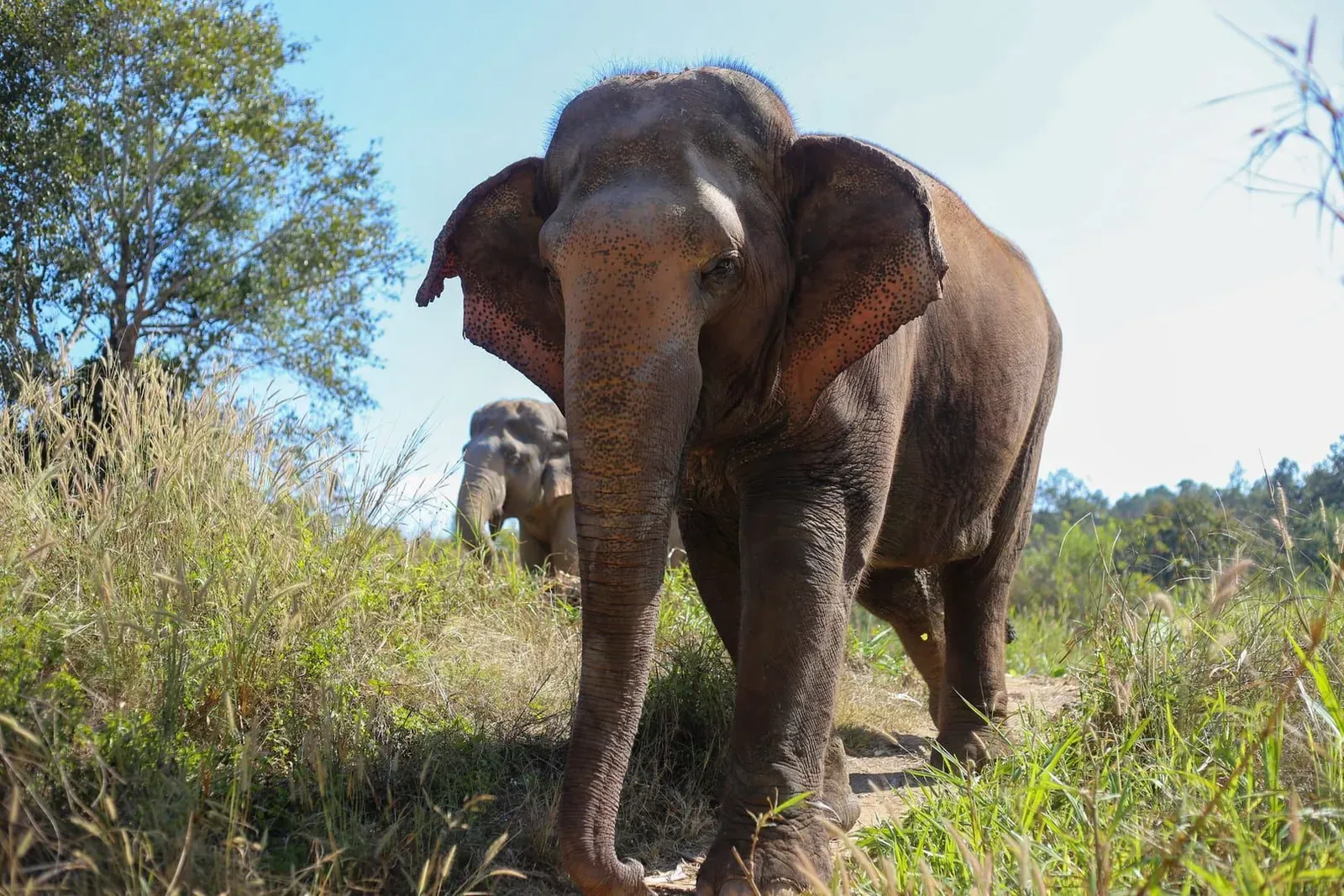 Responsible Travel in Koh Samui: Animal Shows, Reefs, Plastic