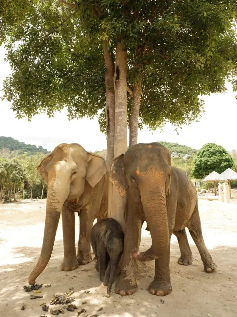 Family of Asian elephants resting in the shade at a Thai sanctuary