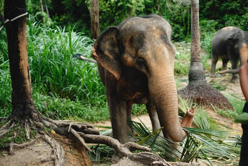 Asian elephants grazing in dense jungle vegetation near Koh Samui