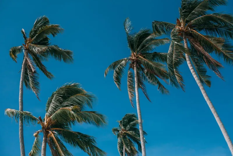 Coconut palms against a cloudless sky
