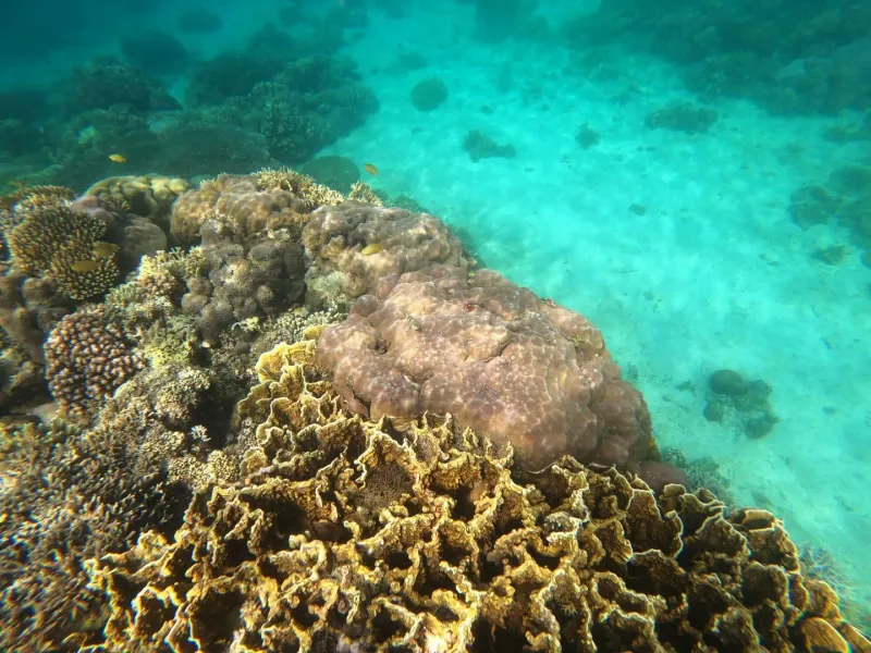 Colorful coral reef underwater representative of Koh Tan snorkeling near Koh Samui