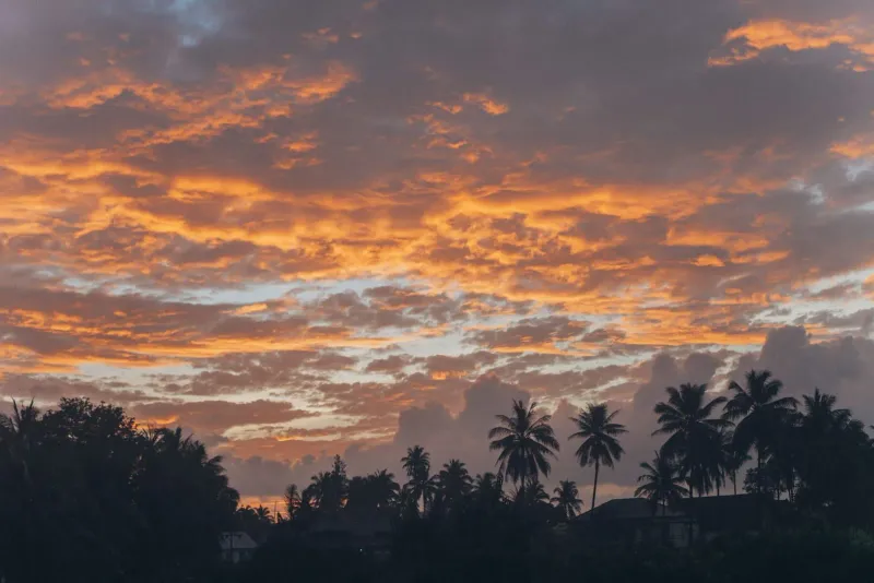 Sunset silhouette of palm trees along the Koh Samui coastline at the end of a day