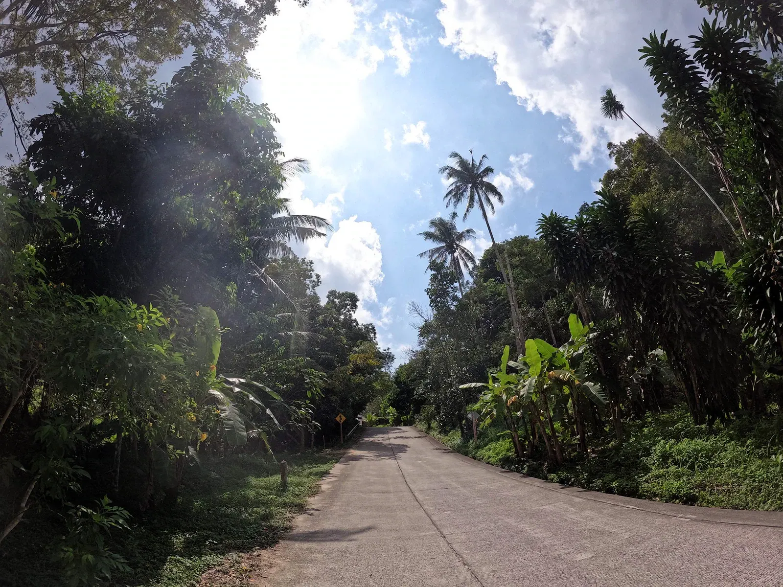 A quiet concrete lane lined with palms and jungle canopy near the shared Khun Si trailhead above Bophut
