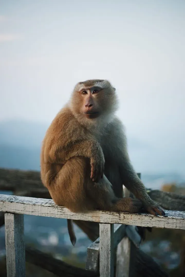 A macaque on watch at a viewpoint