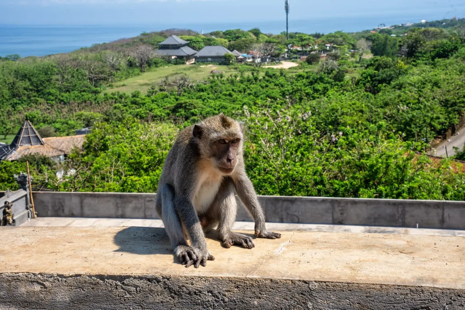 A monkey sits on a ledge with a lush landscape view in Uluwatu, Bali, Indonesia, showcasing natural beauty