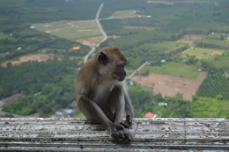 Monkey Trail