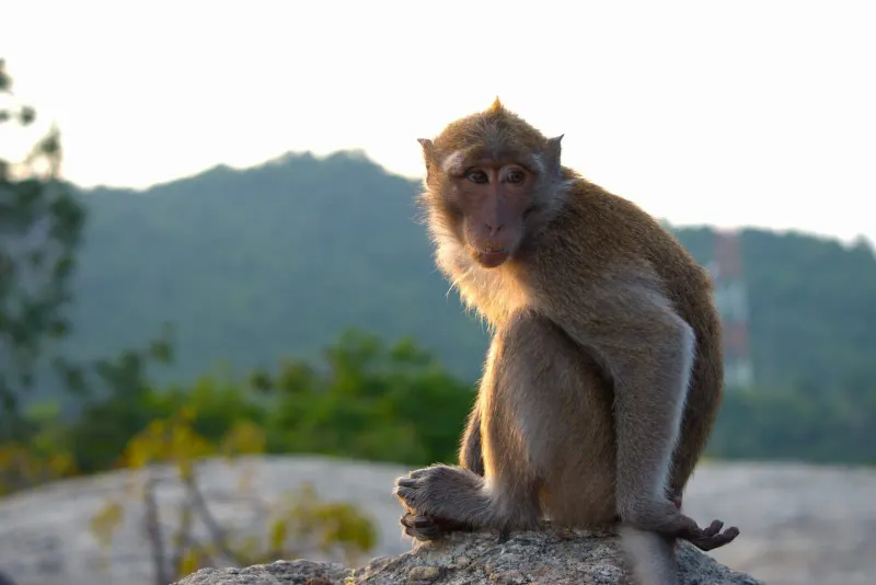A playful monkey sits on a rock in Hua Hin, Thailand, with lush hills in the background