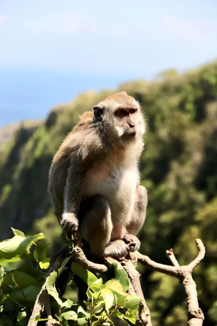 A macaque monkey perched on a branch amidst Bali's lush jungle, showcasing nature's beauty in Indonesia