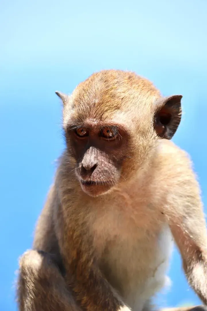 A detailed portrait of a macaque monkey in Bali, Indonesia, against a bright blue sky