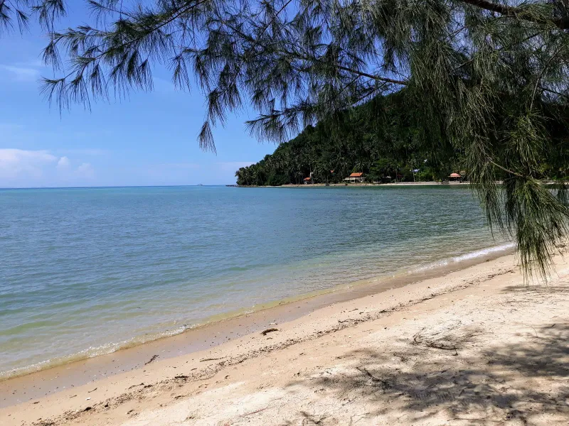 Pine trees framing the calm shoreline at Phang Ka Beach