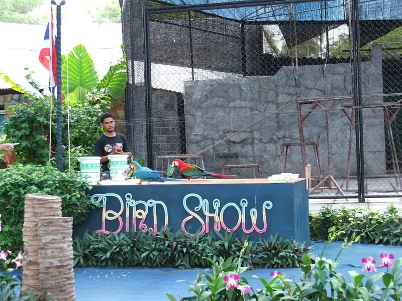 Bird show in Samui Aquarium - Ptačí show