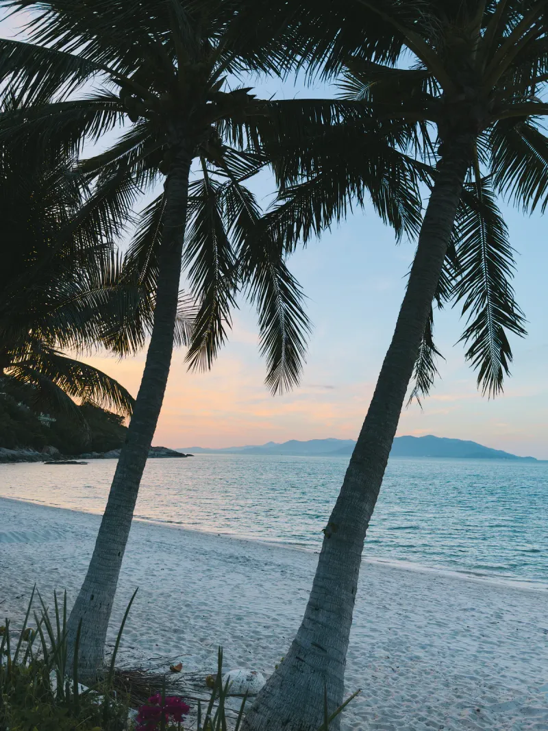Palm trees silhouetted against a pastel sunset over a calm west-coast bay