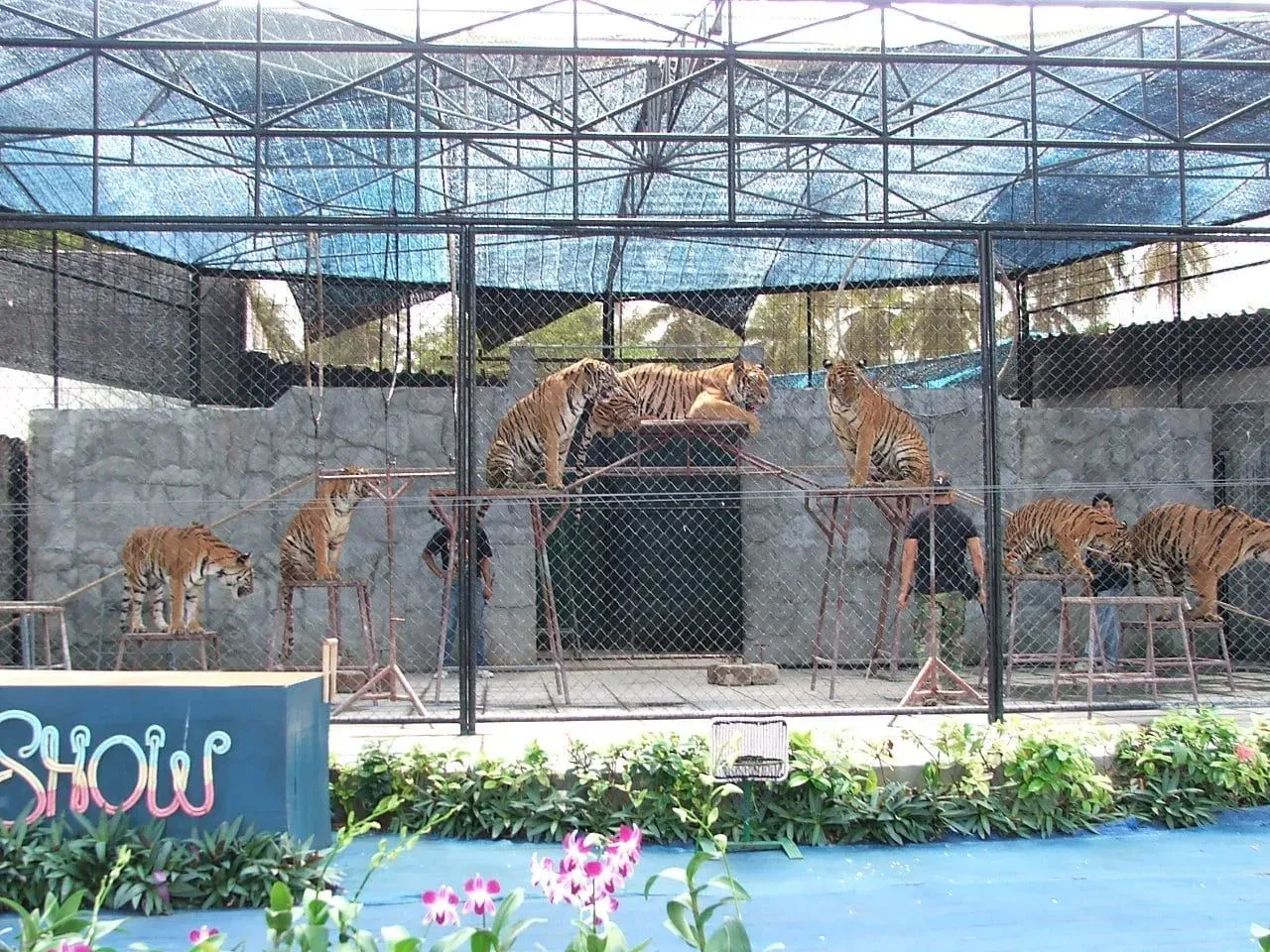 Samui Aquarium & Tiger Zoo: Hours, Prices and Welfare Record