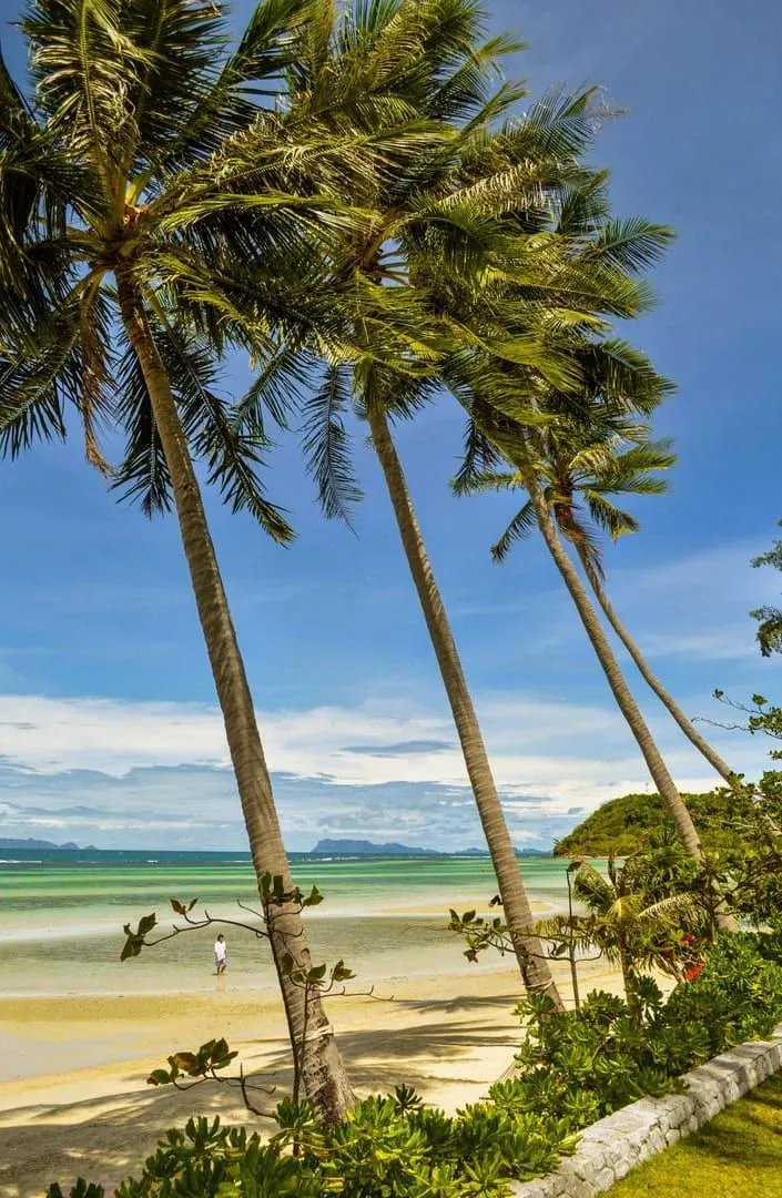 A walker strolling the shaded sand under palms at Bophut Beach
