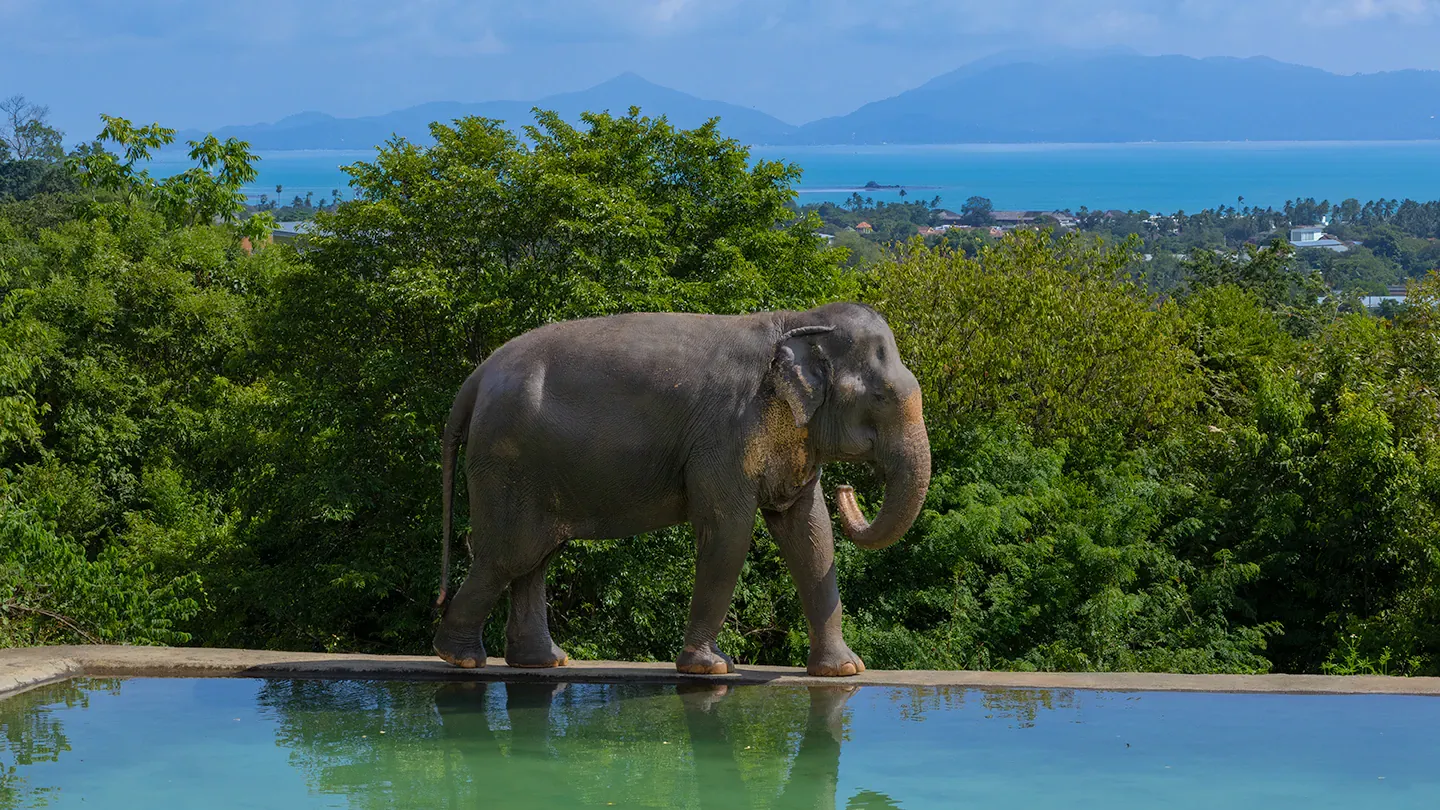 Samui Elephant Haven: Prices, Programs and Ethics (2026)