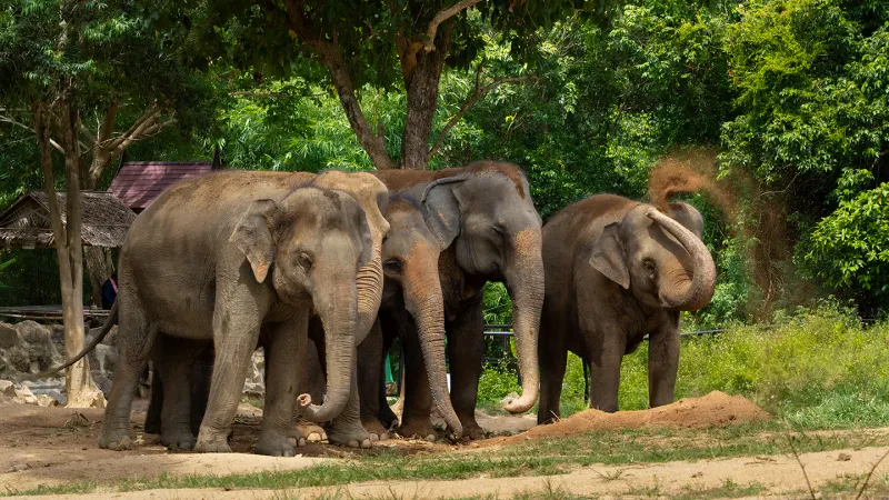 Three elephants standing together under trees at Samui Elephant Haven, no saddles or riding gear