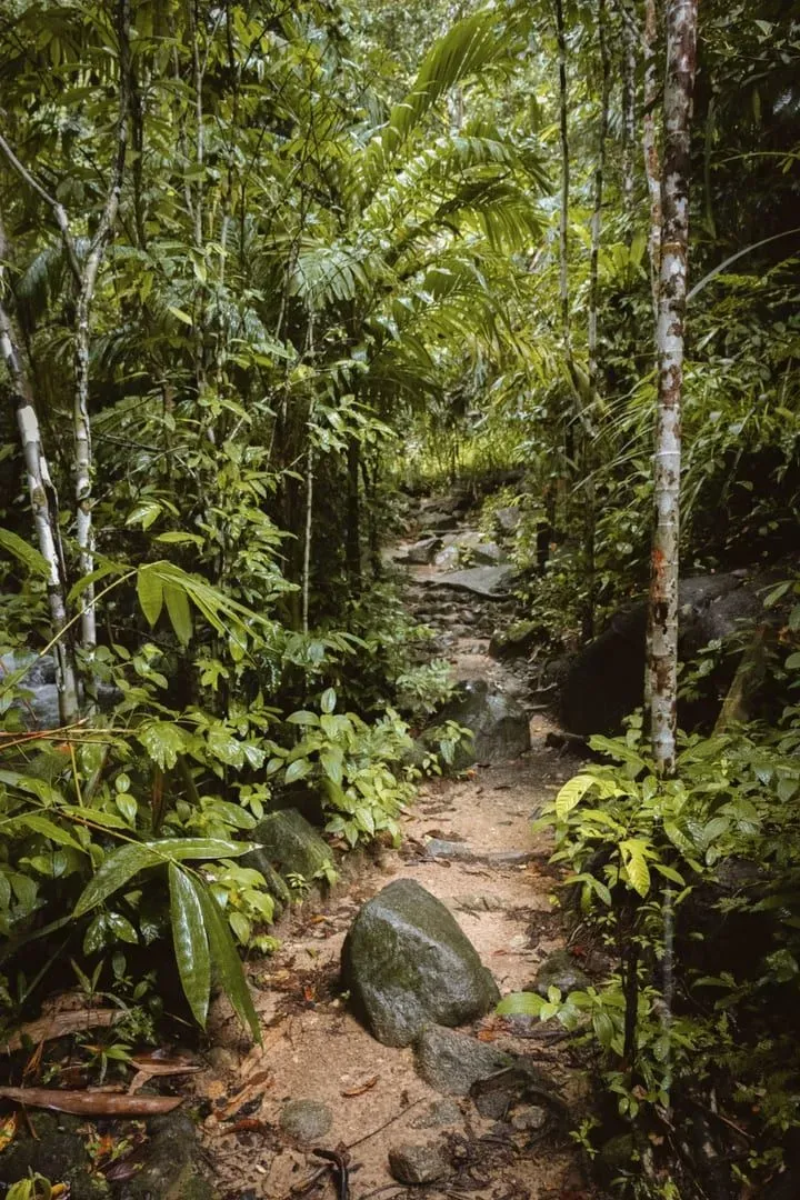A narrow dirt trail cutting through dense jungle undergrowth in Koh Samui's central mountains