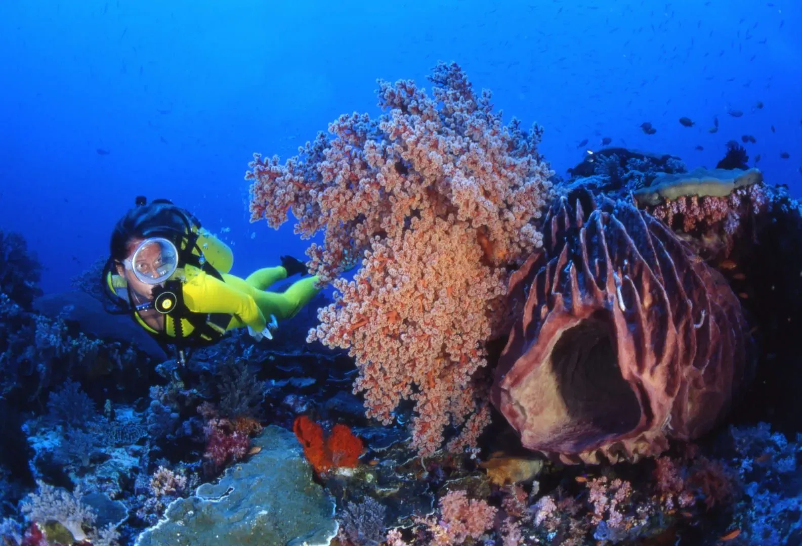 Your Dive Instructor on Koh Samui: Ratios and Red Flags