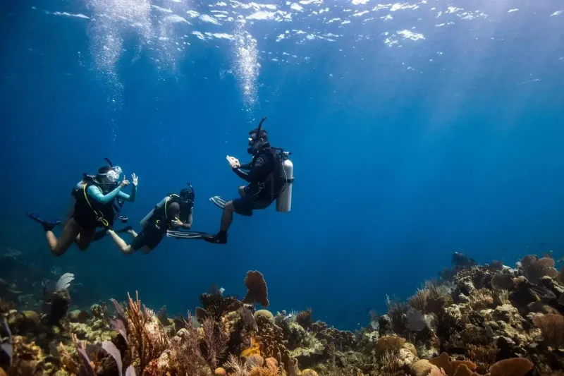 Three divers swimming above a coral reef
