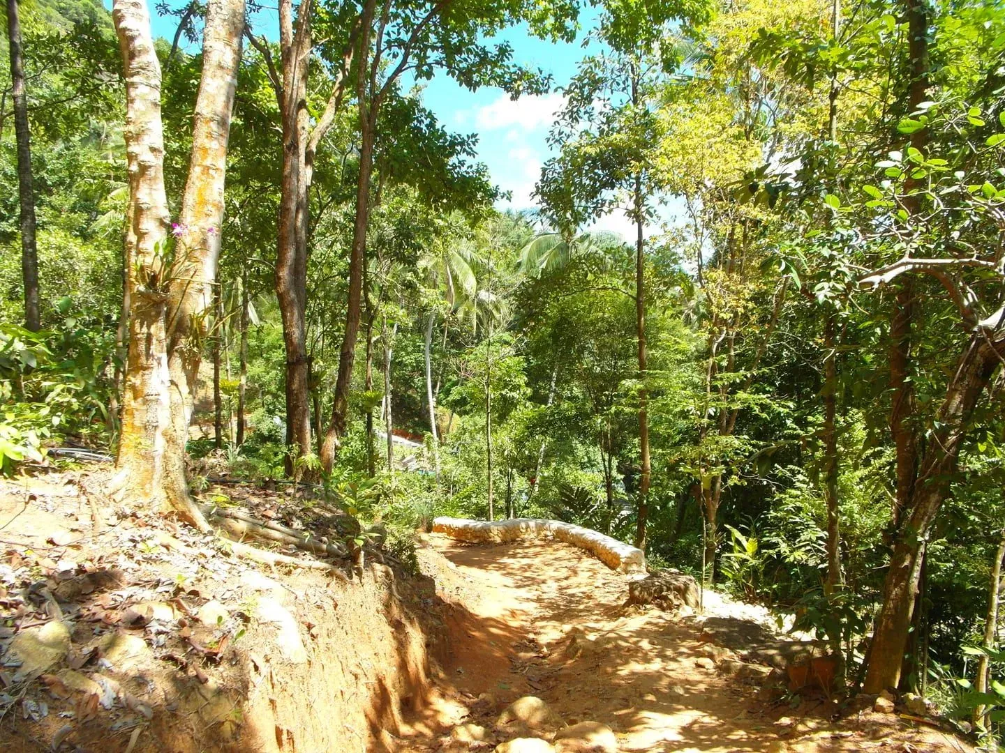 Dense jungle canopy typical of the hills near Na Mueang (illustrative)