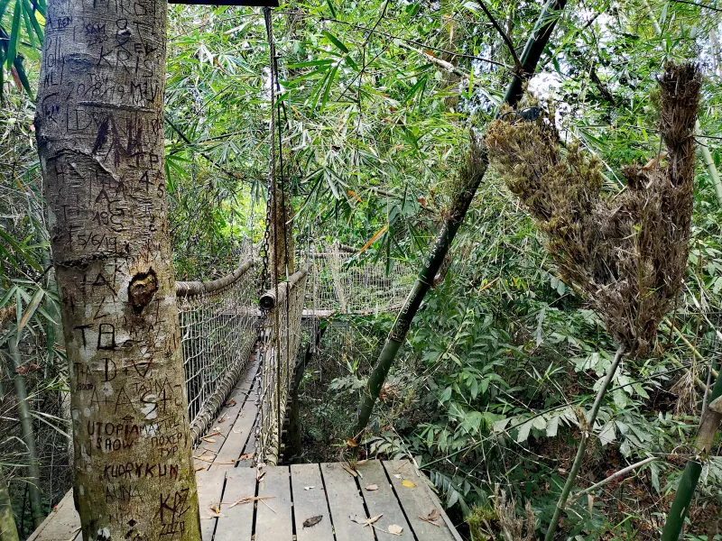 The suspension bridge walkway at Tree Bridge Coffee