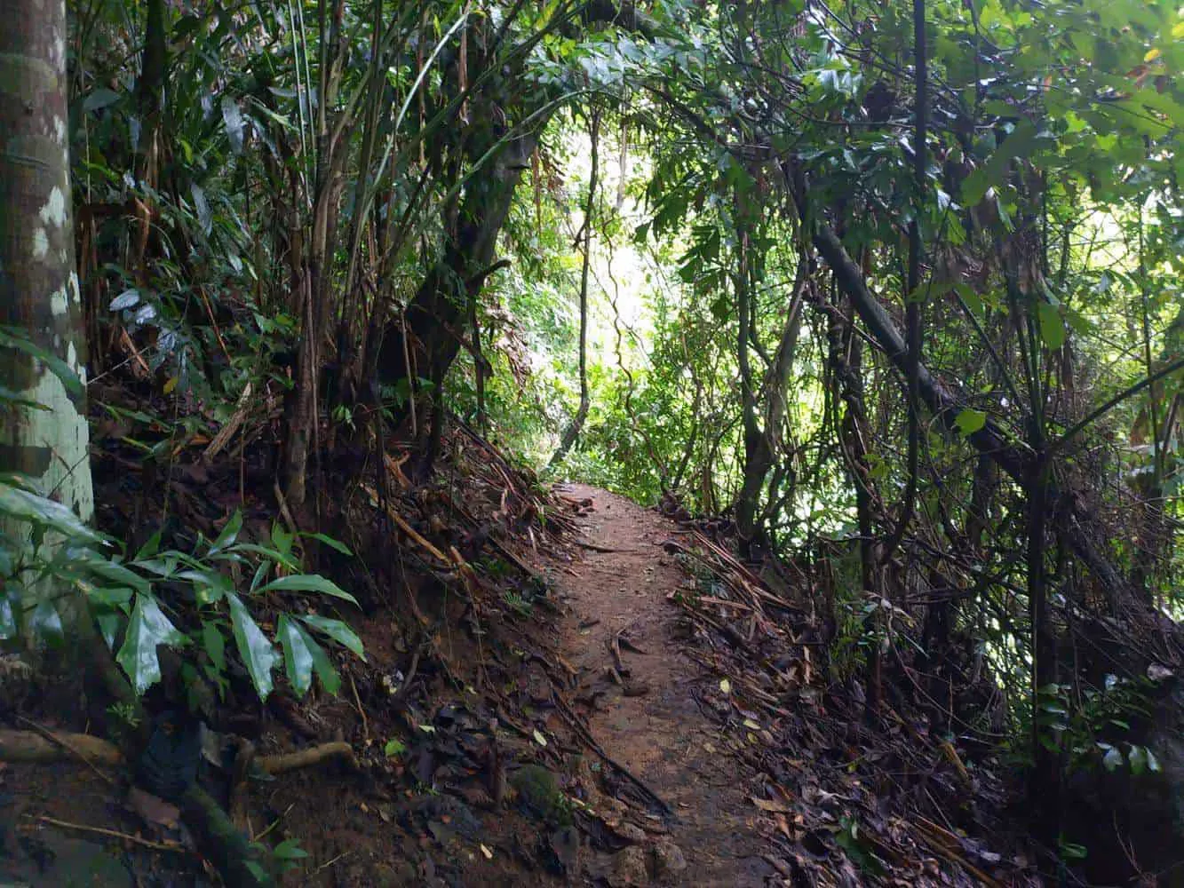 Forest canopy shading Wang Sao Thong Waterfall