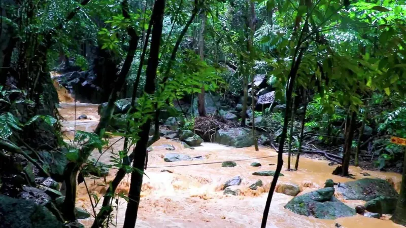 Swollen stream rushing through the jungle after monsoon rain