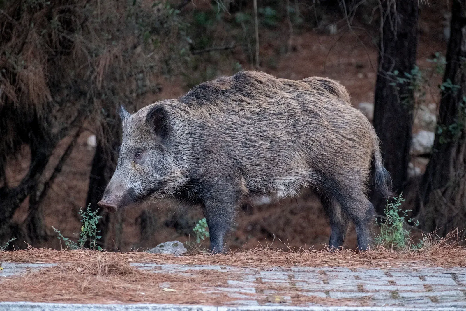 A wild boar standing at the edge of the forest