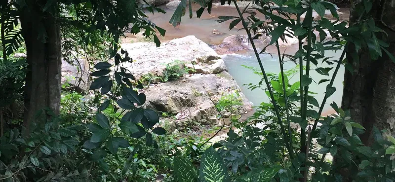 Rocky pool at Zong Raue Waterfall seen through the surrounding plantation foliage